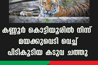 കണ്ണൂര്‍ കൊട്ടിയൂരിൽ നിന്ന് മയക്കുവെടി വെച്ച് പിടികൂടിയ കടുവ ചത്തു