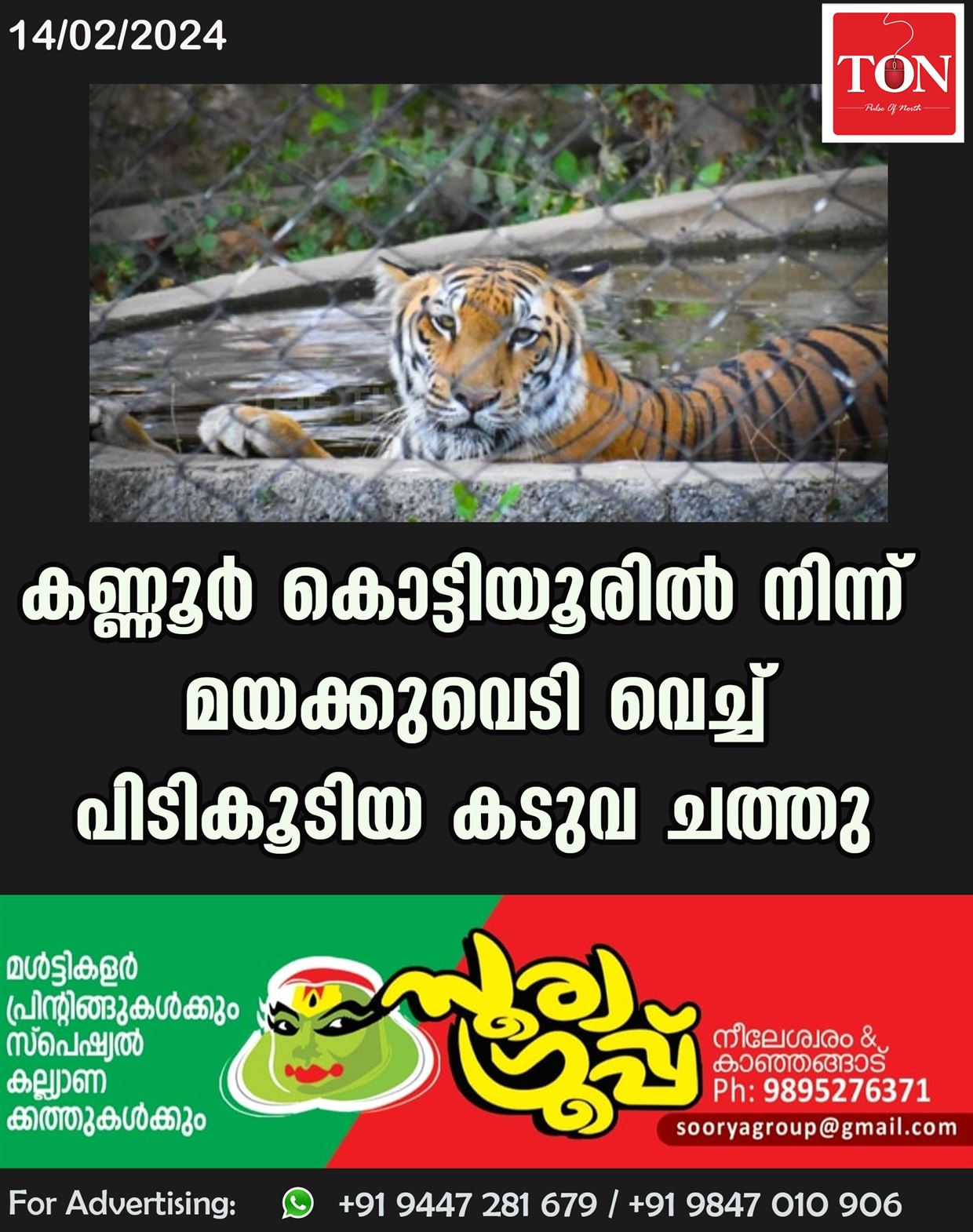 കണ്ണൂര്‍ കൊട്ടിയൂരിൽ നിന്ന് മയക്കുവെടി വെച്ച് പിടികൂടിയ കടുവ ചത്തു