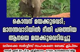 കൊമ്പന് മയക്കുവെടി; മാനന്തവാടിയില്‍ ഭീതി പരത്തിയ ആനയെ മയക്കുവെടിവച്ചു