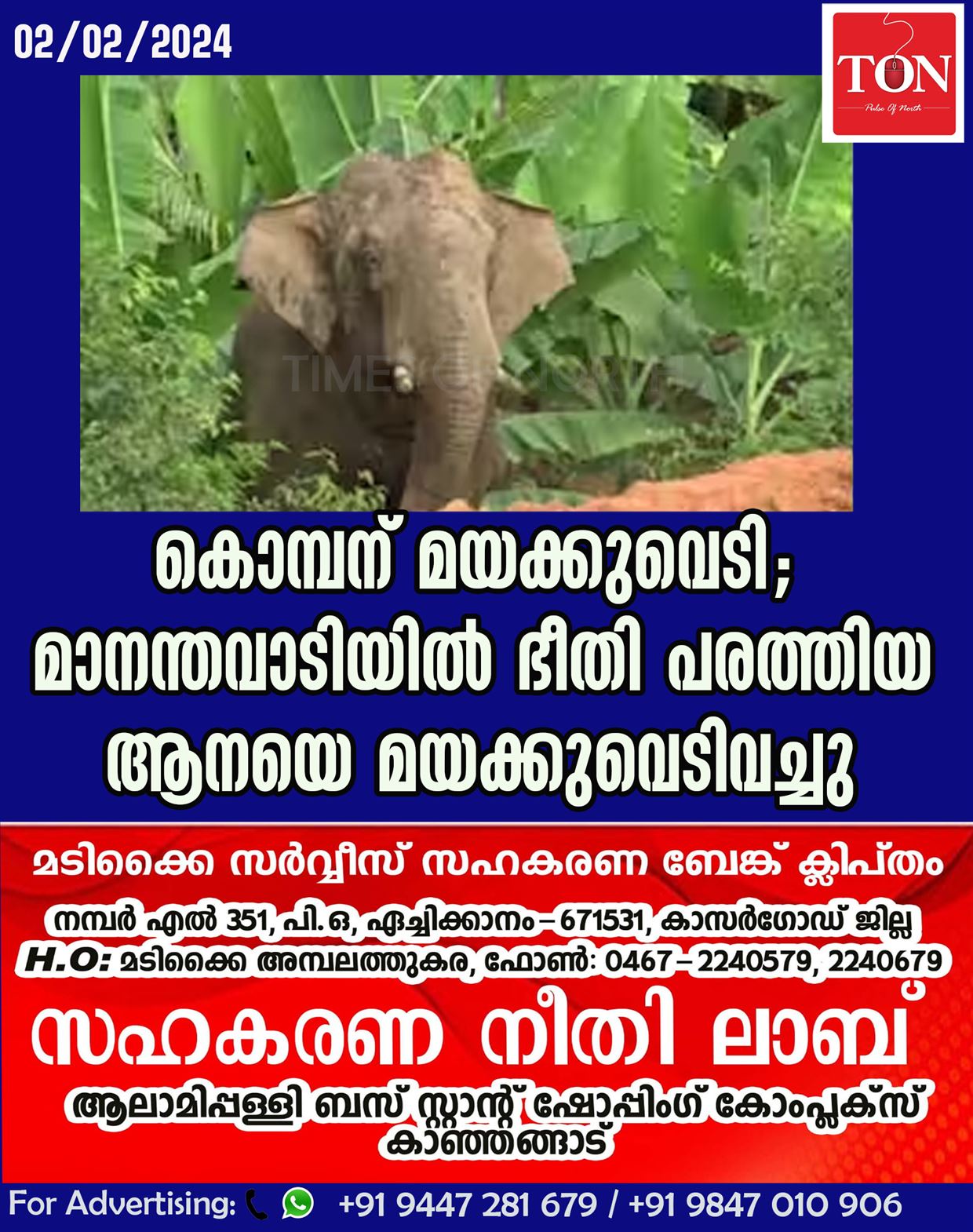 കൊമ്പന് മയക്കുവെടി; മാനന്തവാടിയില്‍ ഭീതി പരത്തിയ ആനയെ മയക്കുവെടിവച്ചു