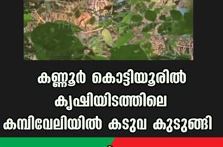 കണ്ണൂര്‍ കൊട്ടിയൂരിൽ കൃഷിയിടത്തിലെ കമ്പിവേലിയില്‍ കടുവ കുടുങ്ങി