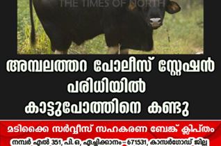 അമ്പലത്തറ പോലീസ് സ്റ്റേഷൻ പരിധിയിൽ കാട്ടുപോത്തിനെ കണ്ടു