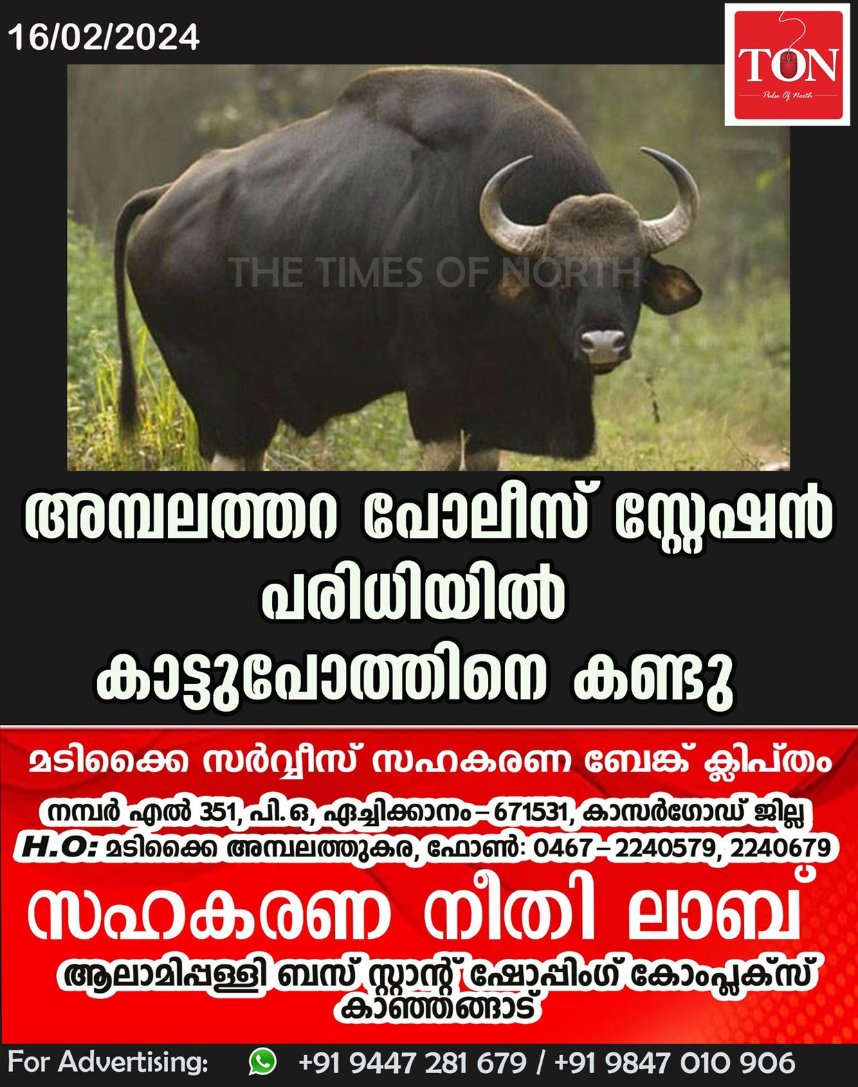 അമ്പലത്തറ പോലീസ് സ്റ്റേഷൻ പരിധിയിൽ കാട്ടുപോത്തിനെ കണ്ടു