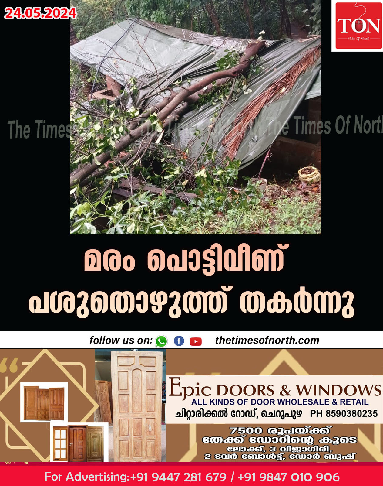 മരം പൊട്ടിവീണ്‌ പശുതൊഴുത്ത് തകർന്നു