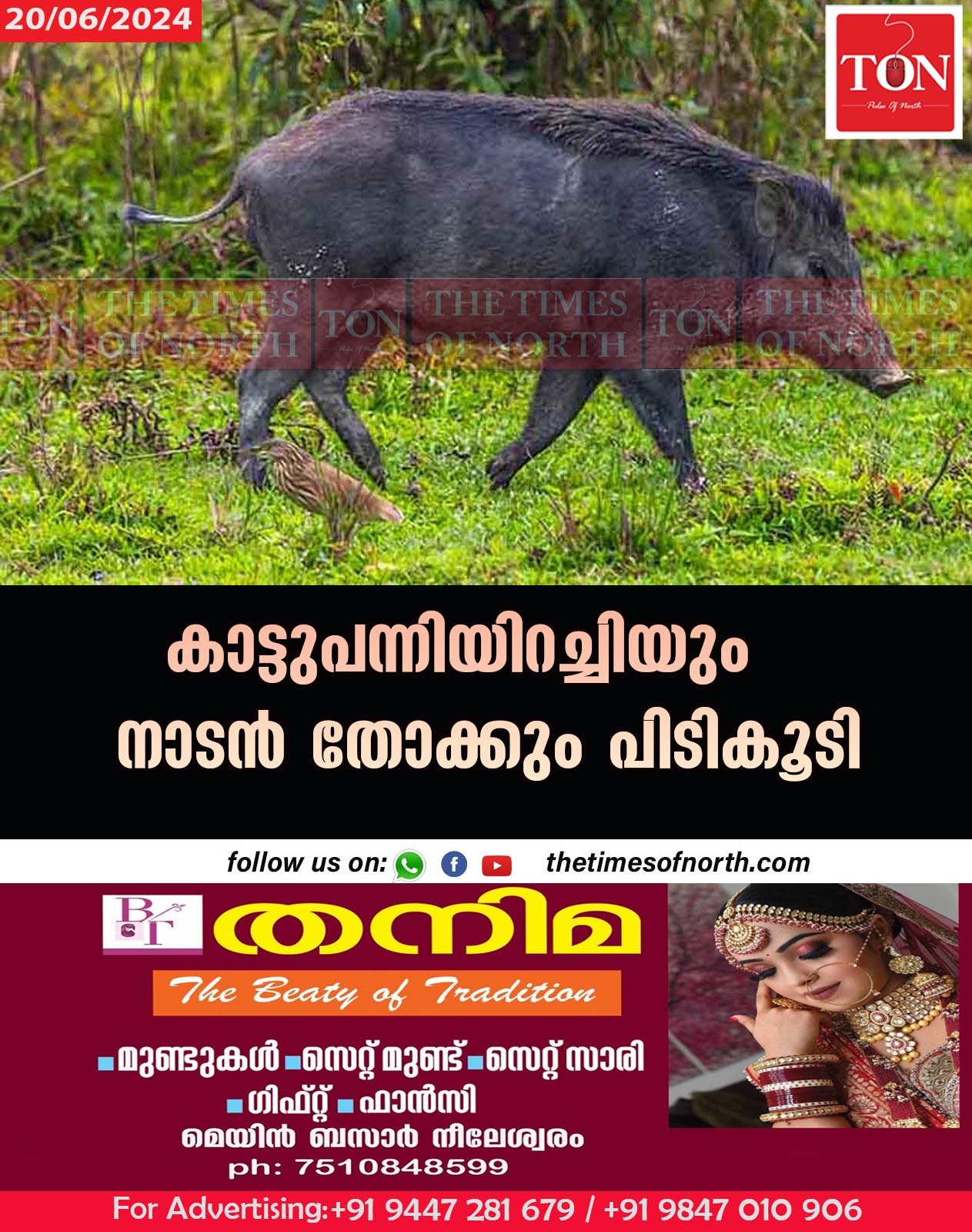 കാട്ടുപന്നിയിറച്ചിയും നാടൻ തോക്കും പിടികൂടി