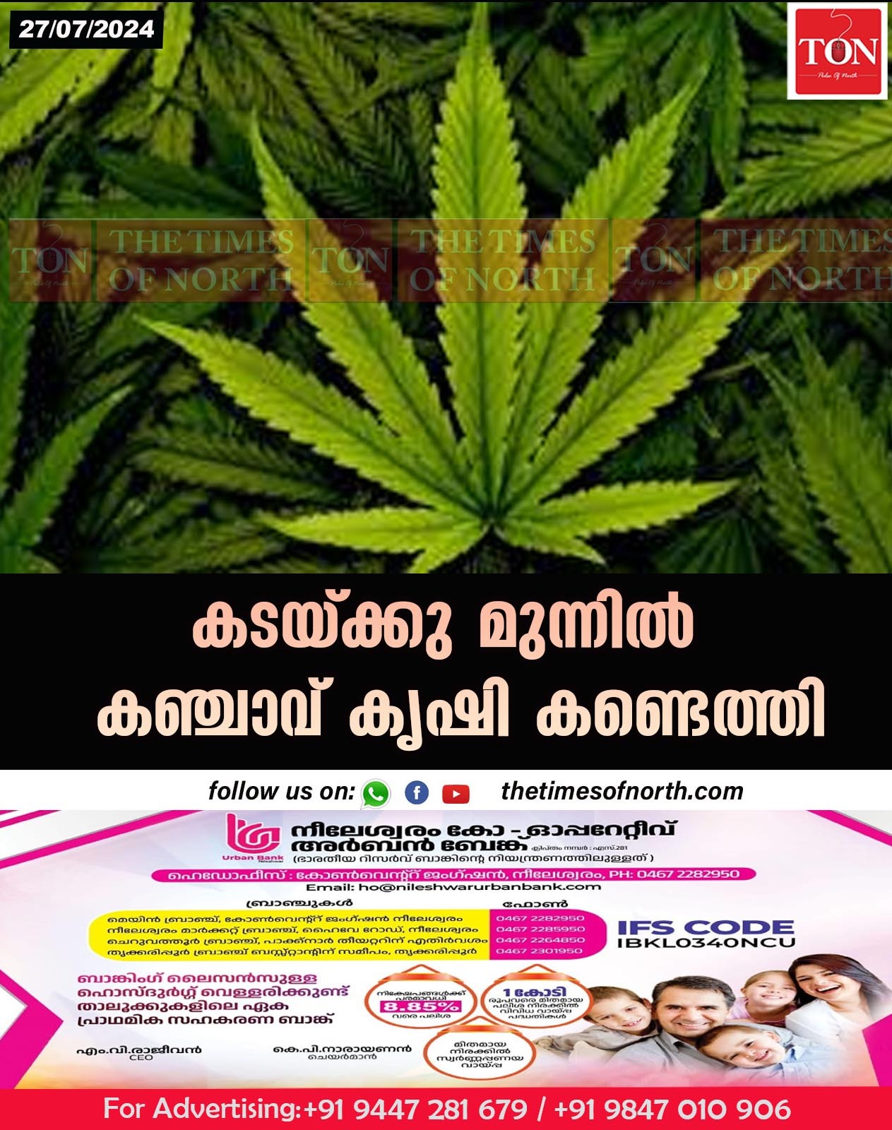 കടയ്ക്കു മുന്നിൽ കഞ്ചാവ് കൃഷി കണ്ടെത്തി